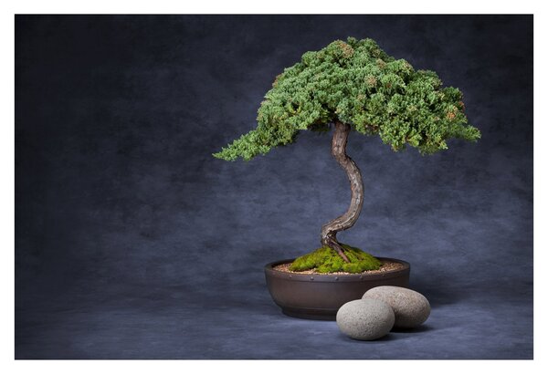 Kép - Bonsai (90x60 cm)