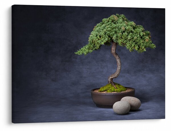 Kép - Bonsai (70x50 cm)