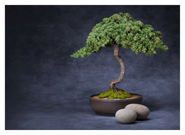 Kép - Bonsai (70x50 cm)