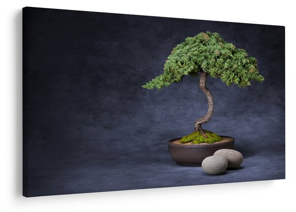 Kép - Bonsai (90x60 cm)