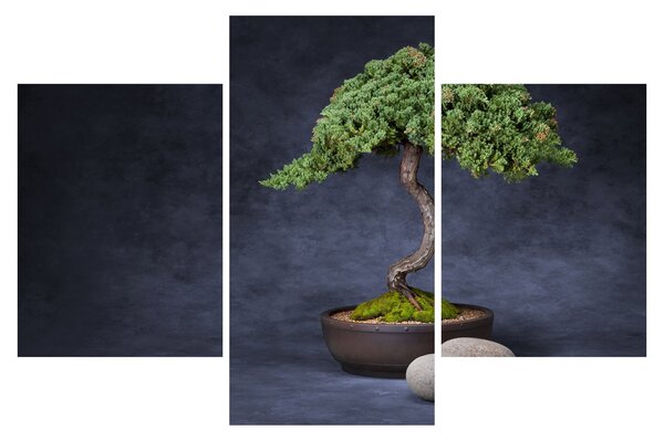 Kép - Bonsai (90x60 cm)