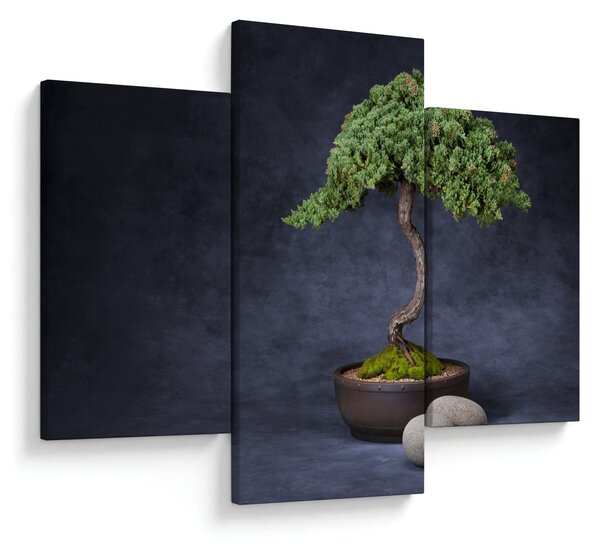 Kép - Bonsai (90x60 cm)