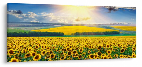 Kép - Napraforgó mező (120x50 cm)