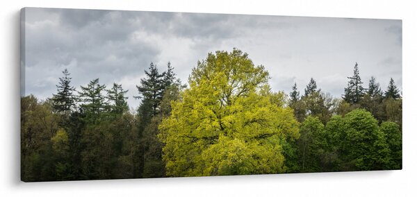 Egy zöld fa képe a mező közepén (120x50 cm)