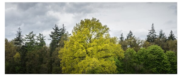 Egy zöld fa képe a mező közepén (120x50 cm)