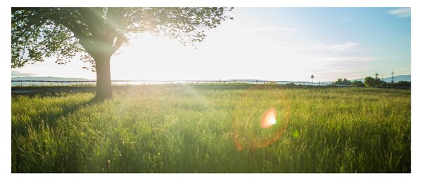Egy fa képe a mezőn (120x50 cm)