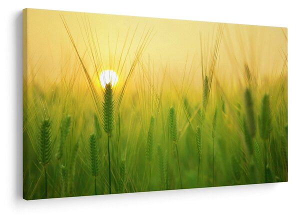 Kép - Mező gabonával (90x60 cm)