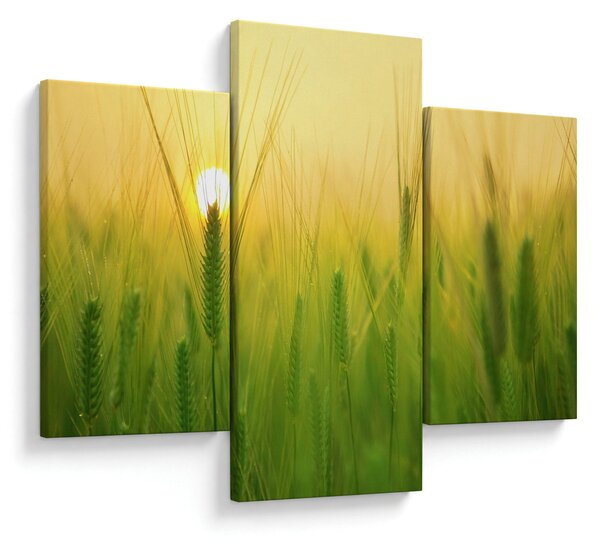 Kép - Mező gabonával (90x60 cm)