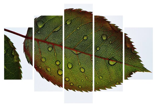 Kép - Rózsalevél (150x105 cm)