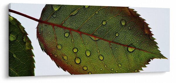 Kép - Rózsalevél (120x50 cm)