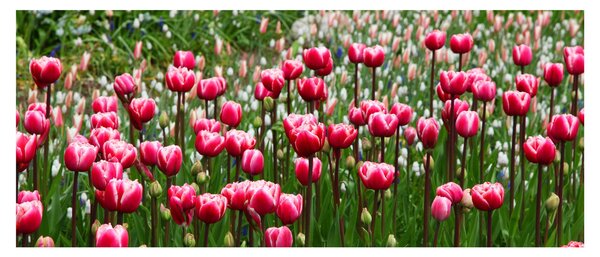 Tulipán képe (120x50 cm)