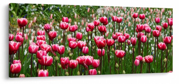 Tulipán képe (120x50 cm)
