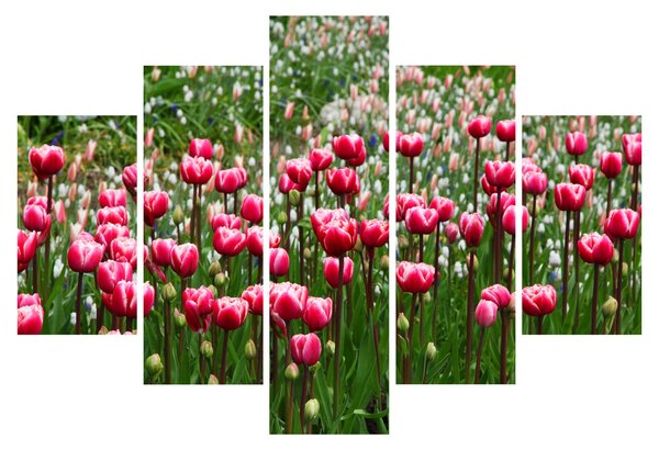 Tulipán képe (150x105 cm)
