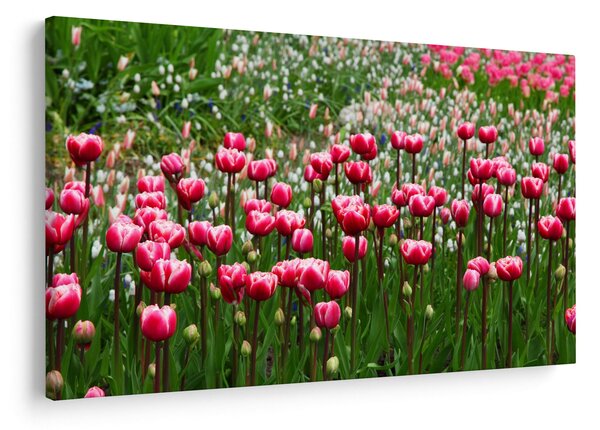 Tulipán képe (90x60 cm)