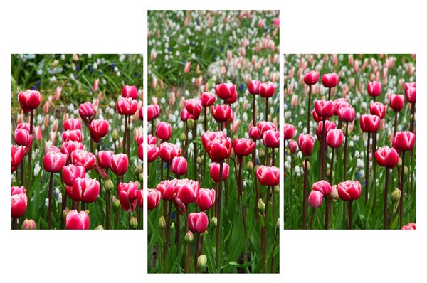 Tulipán képe (90x60 cm)