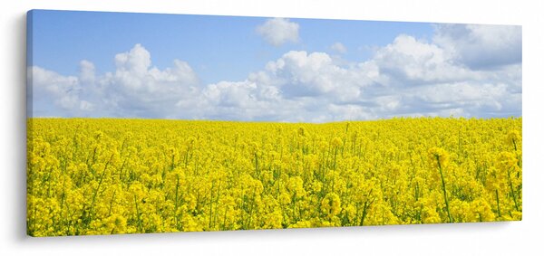 Egy sárga mező képe (120x50 cm)