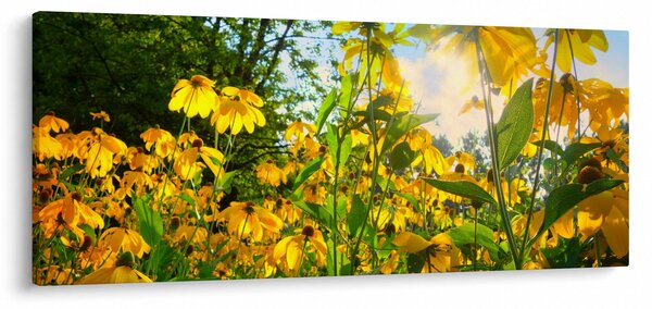 Sárga virágok képe (120x50 cm)