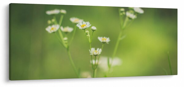 Egy százszorszép képe (120x50 cm)