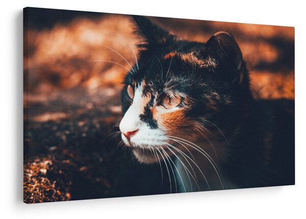 Kép - A macska látképe (90x60 cm)