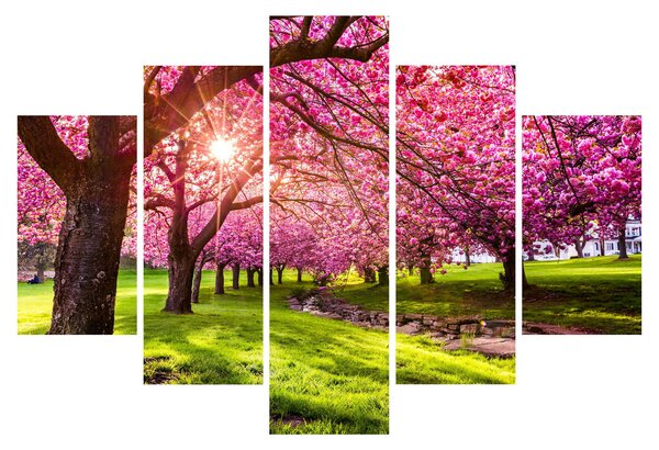 A virágzó cseresznye képe, Hurd Park, Dover, New Jersey (150x105 cm)
