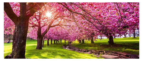A virágzó cseresznye képe, Hurd Park, Dover, New Jersey (120x50 cm)