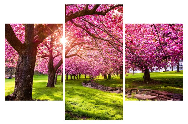 A virágzó cseresznye képe, Hurd Park, Dover, New Jersey (90x60 cm)