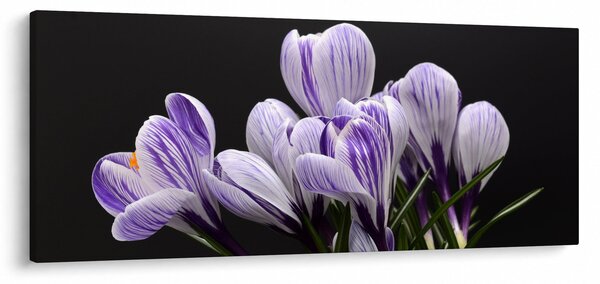 Kép - Lila krókuszok (120x50 cm)