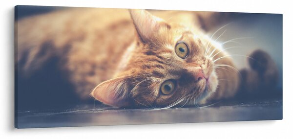 Egy kép a macskáról a padlón (120x50 cm)
