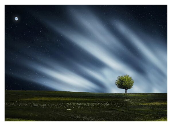 Az aurora borealis képe egy lápvidéken (70x50 cm)