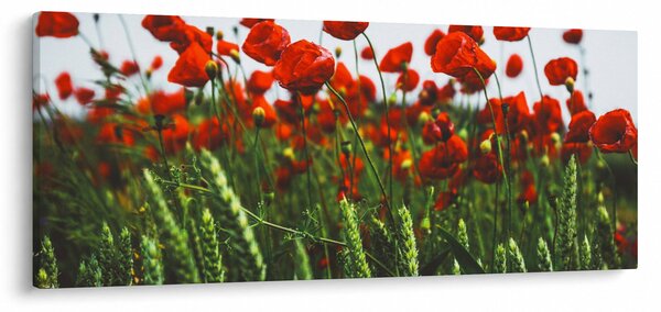 A pipacsok képe a szélben (120x50 cm)