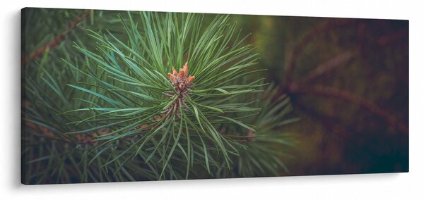 Kép - Fenyőfa részlete (120x50 cm)