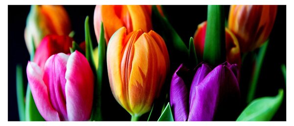 Tulipánok képe fekete alapon (120x50 cm)