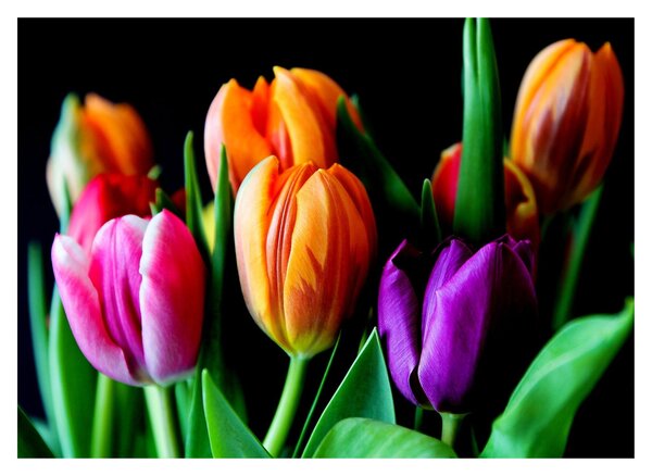 Tulipánok képe fekete alapon (70x50 cm)