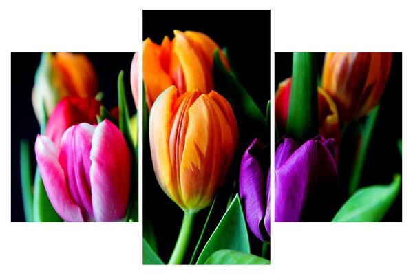 Tulipánok képe fekete alapon (90x60 cm)