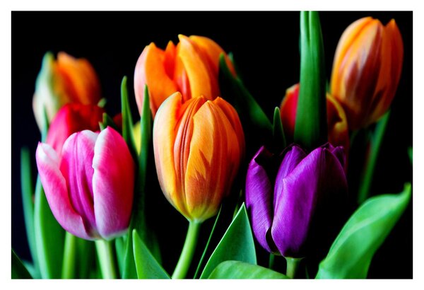 Tulipánok képe fekete alapon (90x60 cm)