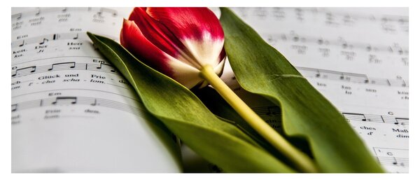 Egy vörös tulipán képe (120x50 cm)