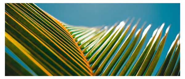 Kép - A pálmalevél részlete (120x50 cm)