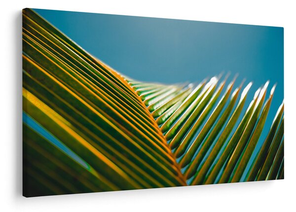 Kép - A pálmalevél részlete (90x60 cm)