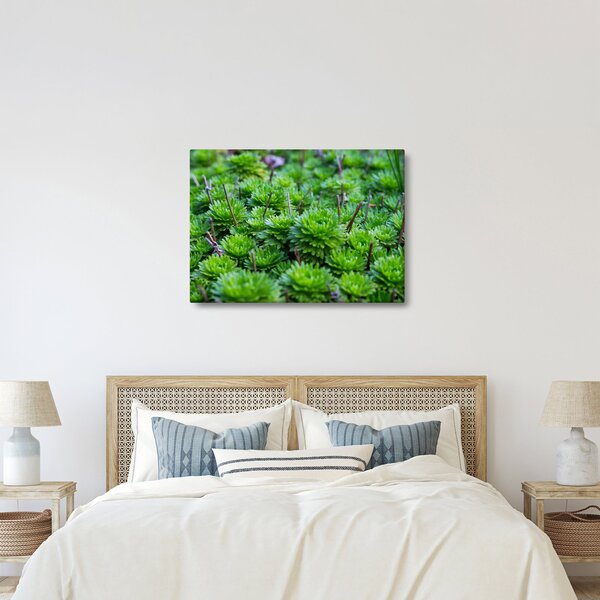 A pozsgás növények képe (70x50 cm)