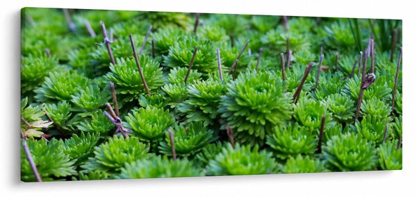 A pozsgás növények képe (120x50 cm)