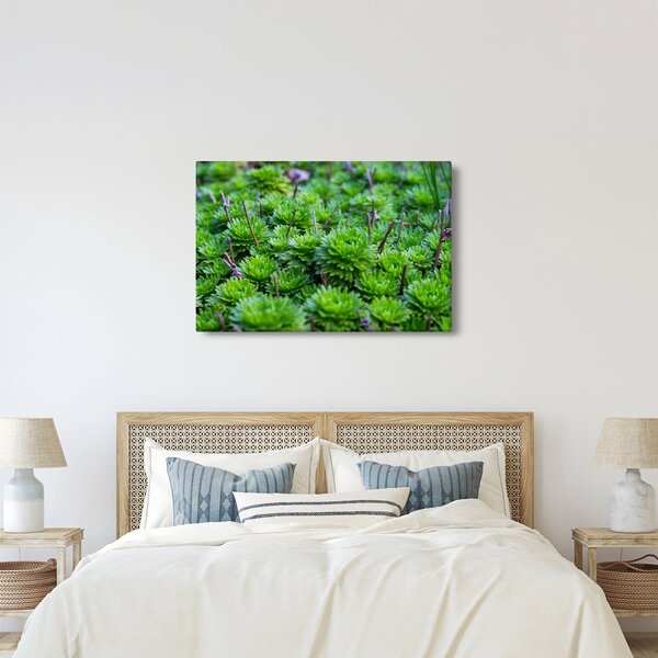 A pozsgás növények képe (90x60 cm)