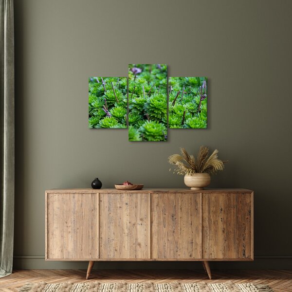 A pozsgás növények képe (90x60 cm)