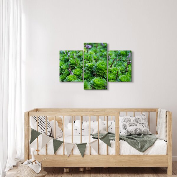 A pozsgás növények képe (90x60 cm)