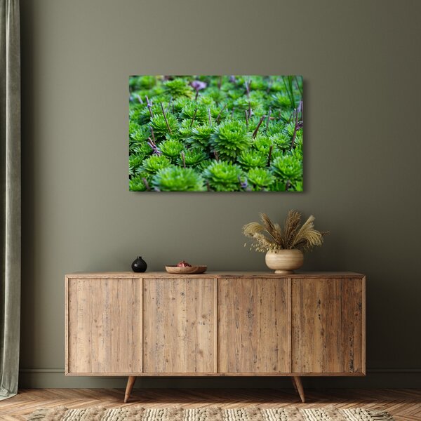 A pozsgás növények képe (90x60 cm)