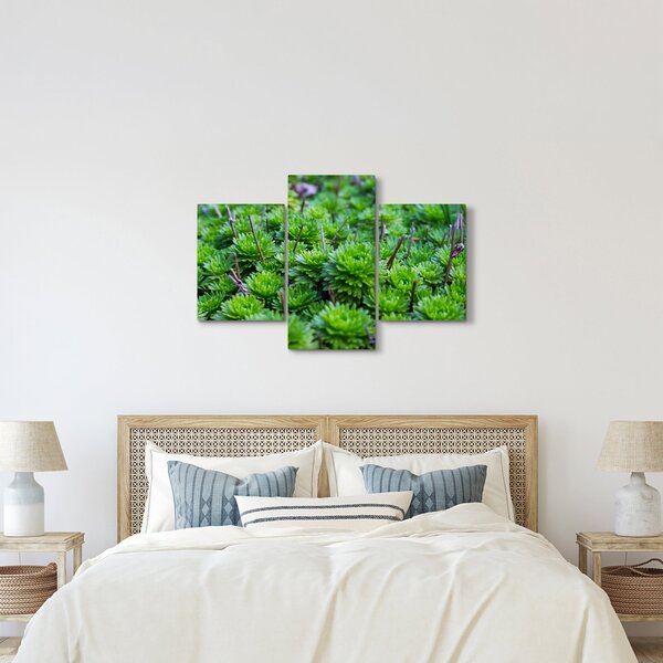 A pozsgás növények képe (90x60 cm)