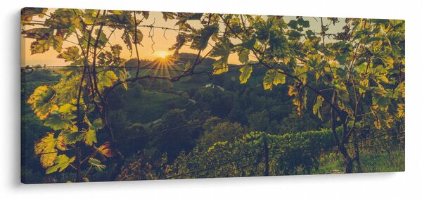 Kép - szőlőültetvény (120x50 cm)