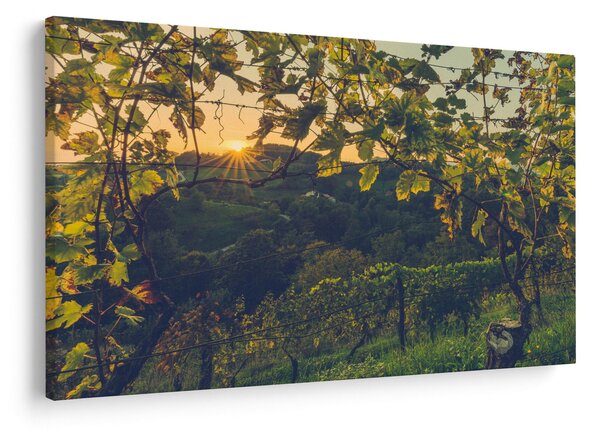 Kép - szőlőültetvény (90x60 cm)