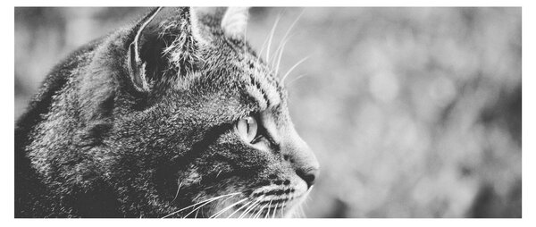 Kép - Macska (120x50 cm)