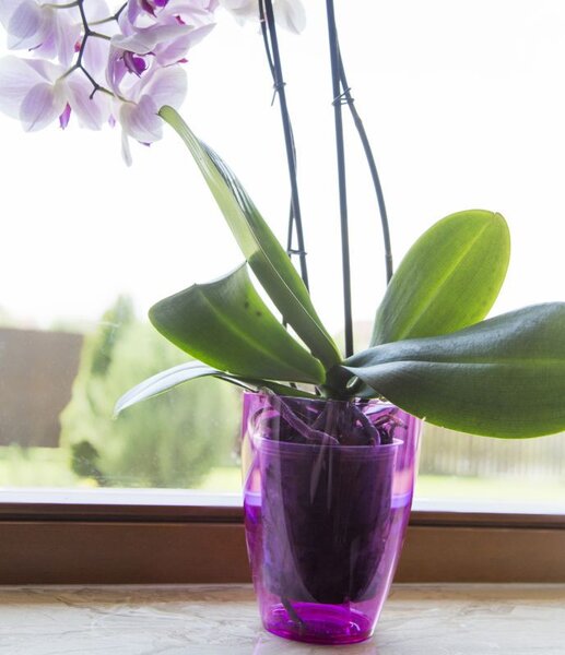 Kaspó orchidea Miltonia crystal 1,58L ametiszt 133