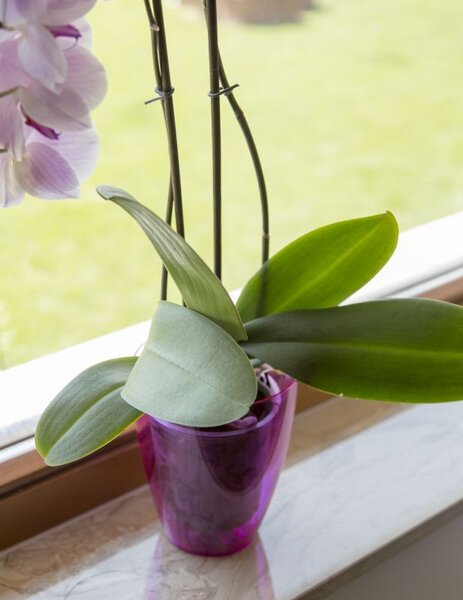 Kaspó orchidea Miltonia crystal 1,58L ametiszt 133